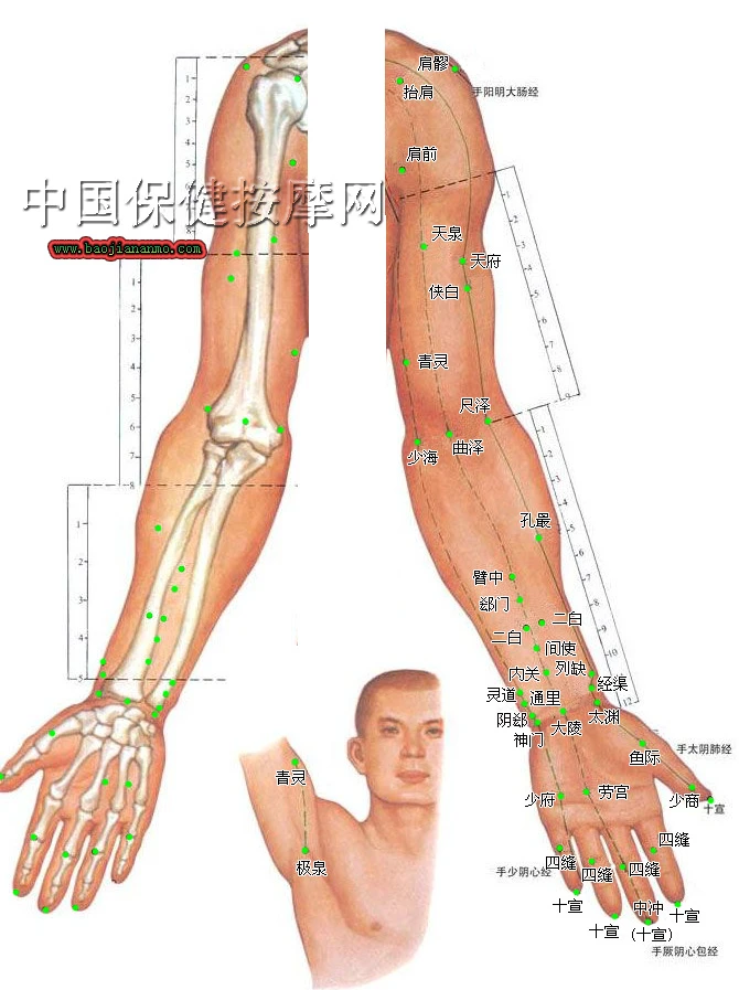 上肢 <wbr>手部、下肢 <wbr>脚部穴位图解及取穴方法