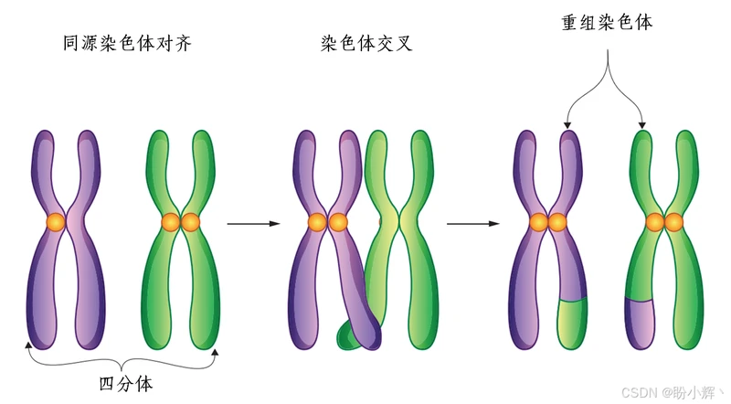 减数分裂过程