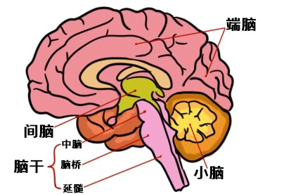 脑干内部结构图