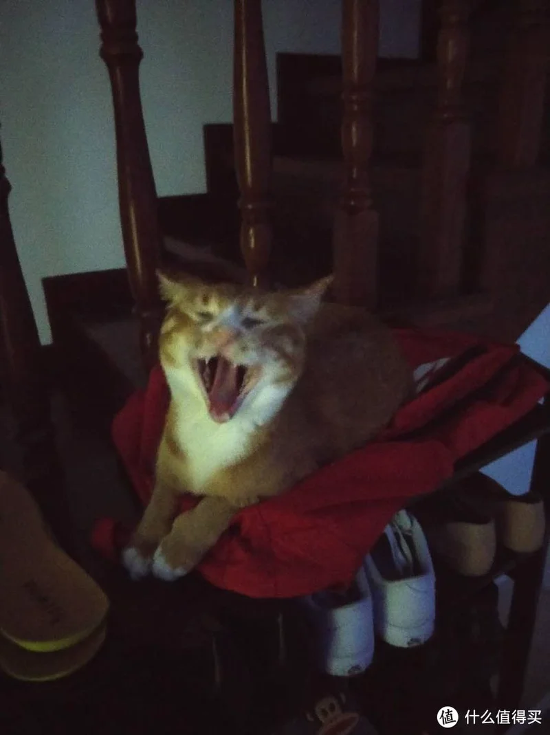 我的书包是春卷的猫窝