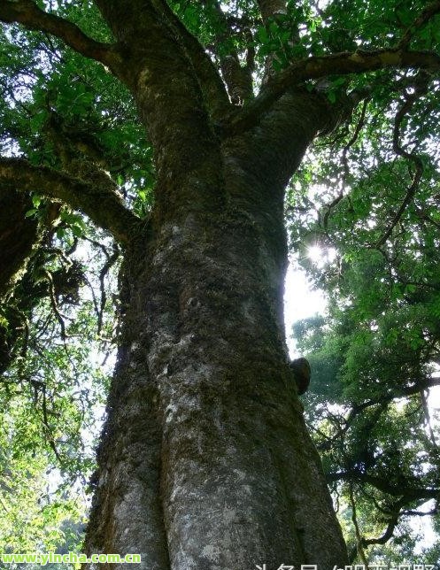 多依树古树茶2022价格-多依树古树茶2020年价格 多依树古树茶2022价格-多依树古树茶2020年价格