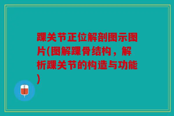 踝关节正位解剖图示图片(图解踝骨结构，解析踝关节的构造与功能)