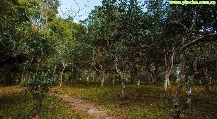 多依树古树茶2020年价格与口感分析，高杆茶品种的价格走势