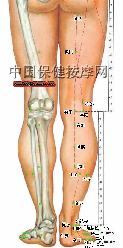 上肢 <wbr>手部、下肢 <wbr>脚部穴位图解及取穴方法