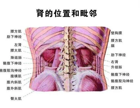 人体器官肾的位置图片,在腰部脊柱两侧(肾病变敲击肾痛)