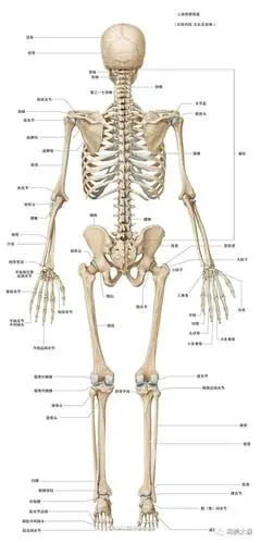 人体腿部位名称大全图解 腿部各个部位名称图