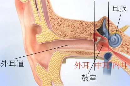 耳朵结构图
