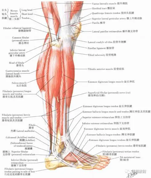 人体腿部位名称大全图解 腿部各个部位名称图