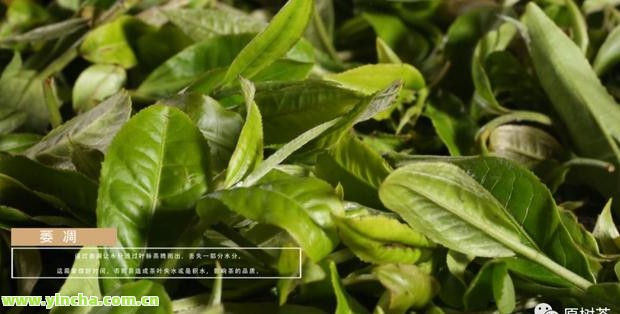 多依树古树茶2020年价格与口感分析,高杆茶品种的价格走势 多依树古树茶2020年价格与口感分析,高杆茶品种的价格走势