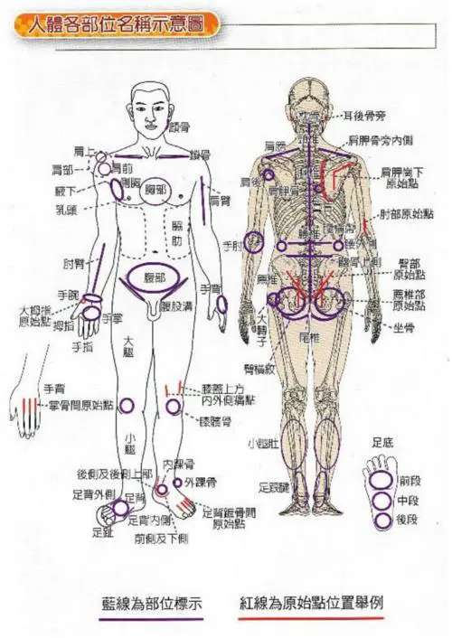 人体腿部位名称大全图解 腿部各个部位名称图