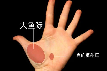 手上胃的反射区图片