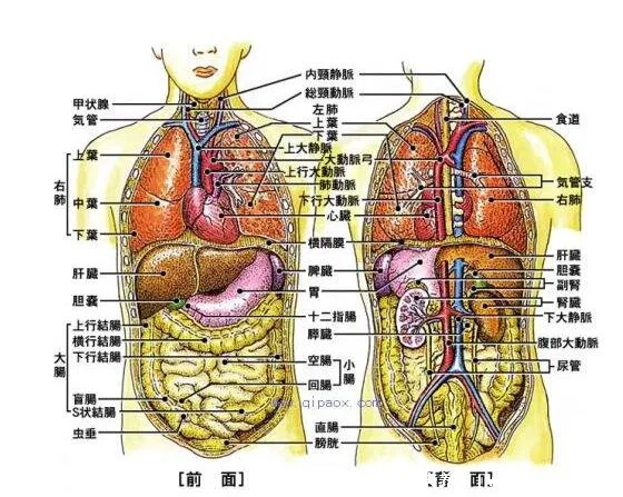 人体器官肾的位置图片,在腰部脊柱两侧(肾病变敲击肾痛)