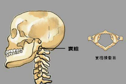 寰椎图片