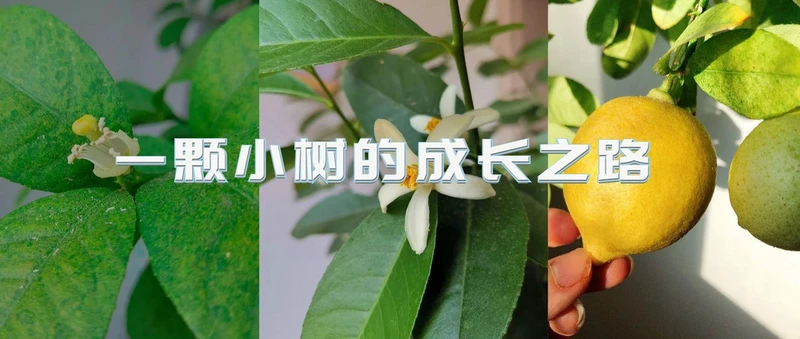 6种养不死的室内植物，便宜又好看，懒人、新手闭眼入~