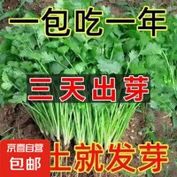 大叶香菜种子1包约500粒 家居家装 鲜花园艺 园艺用品