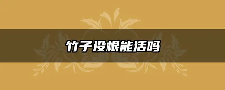 竹子没根能活吗