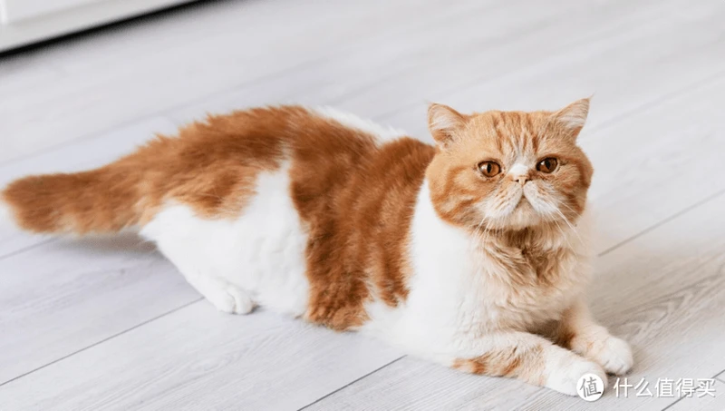 猫罐头什么牌子好一些?2023年十大最好猫罐头推荐
