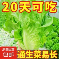 JX 京喜 四季蔬菜种子大全 5000粒 蔬菜种子