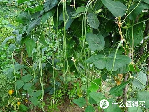 豇豆角现在正便宜，简单处理一下，留着冬天吃，炖肉蒸包子少不了