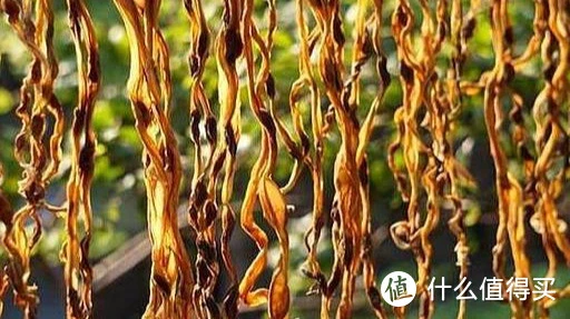豇豆角现在正便宜，简单处理一下，留着冬天吃，炖肉蒸包子少不了
