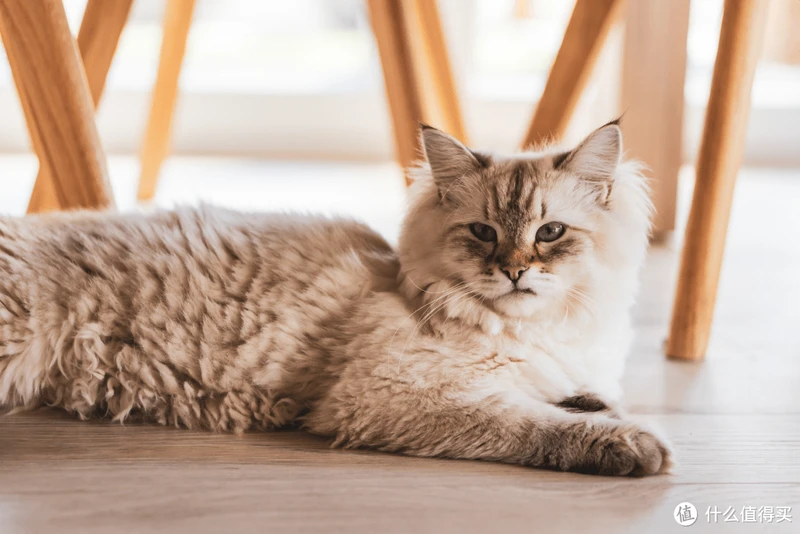 猫罐头什么牌子好吃?2023年十大好吃猫罐头推荐