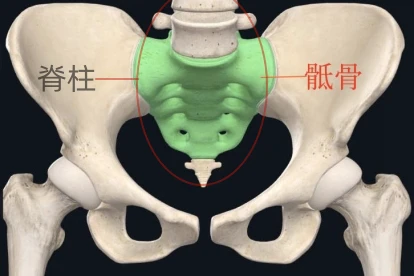 骶骨图片