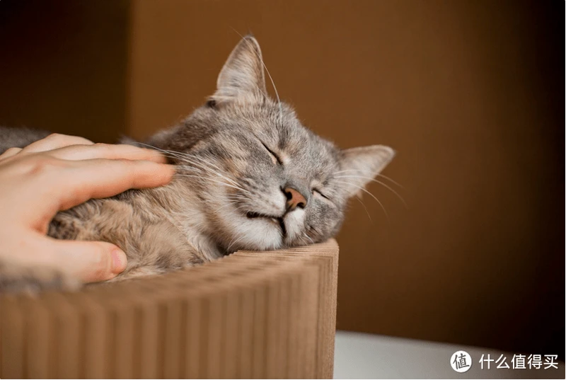 猫罐头什么牌子好一些?2023年十大最好猫罐头推荐