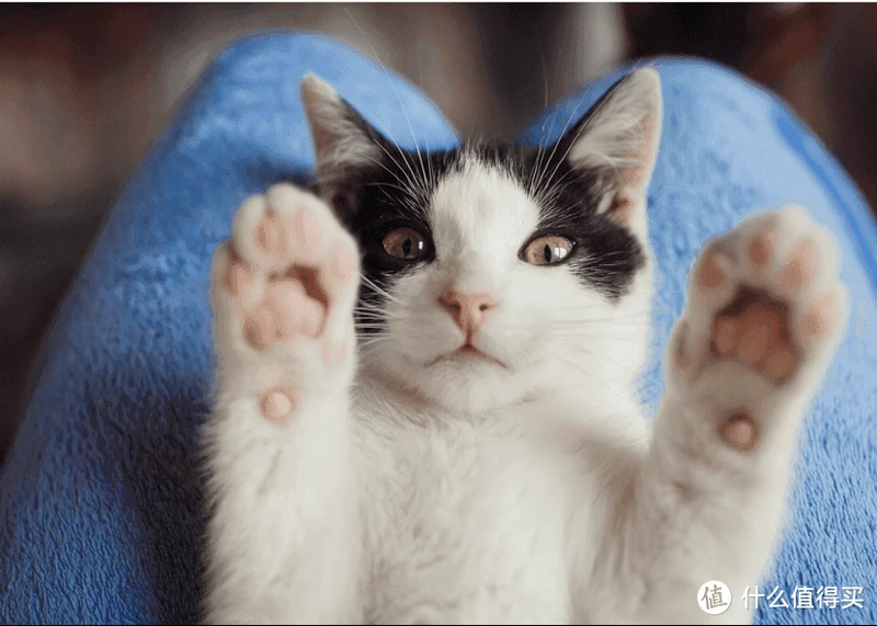 猫罐头什么牌子好一些?2023年十大最好猫罐头推荐