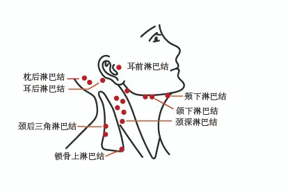 颈部淋巴图