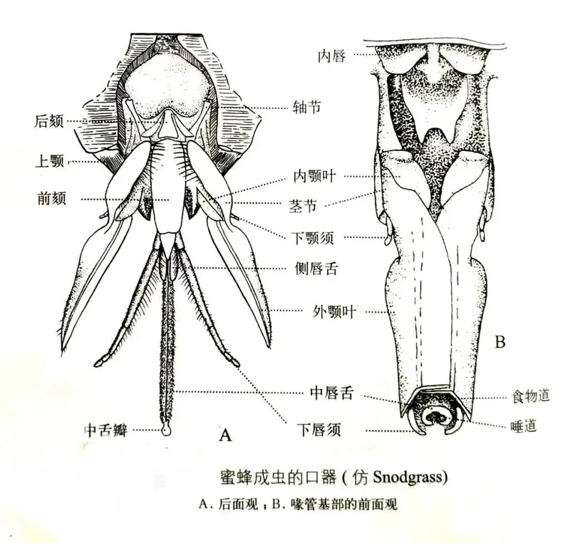 蜜蜂的身体结构图 蜜蜂身体结构图及作用