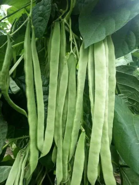 芸豆 芸豆图片