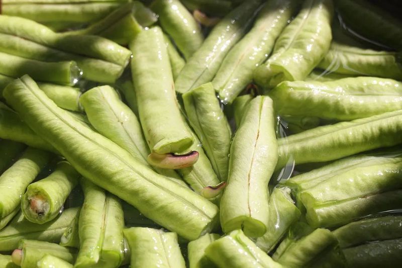 豇豆也叫青豆角 ©图虫创意