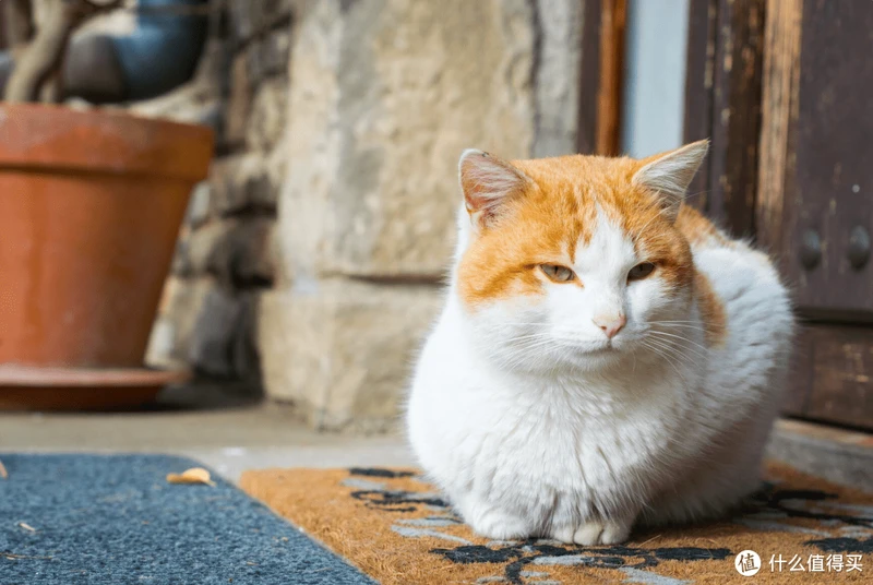 猫罐头什么牌子好吃?2023年十大好吃猫罐头推荐