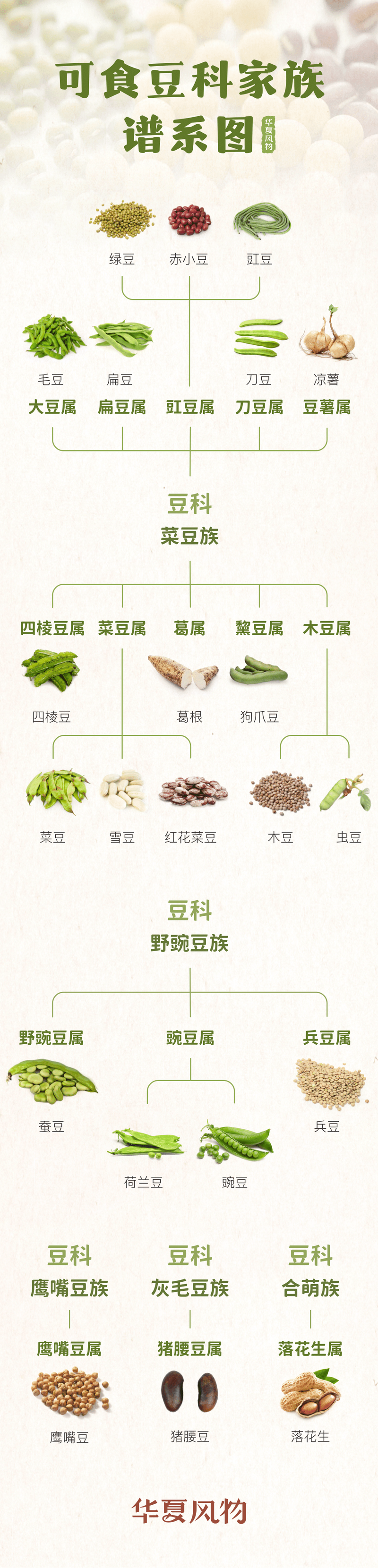 中国可食豆类家族一览 ©华夏风物