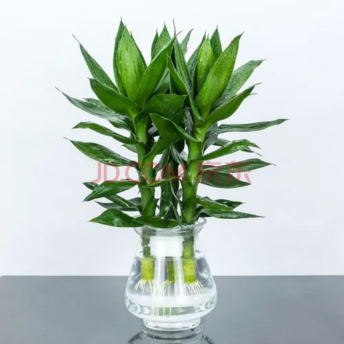 水培观音竹太阳神荷花竹莲花竹富贵竹花卉植物盆栽办公室内净化