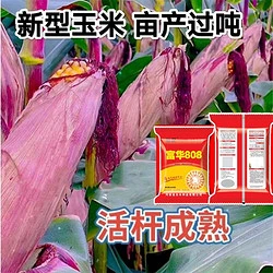 双胞胎高产玉米种子大全正品紫杆双棒王矮杆抗倒伏抗旱国审苞米种