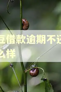 芸豆借款逾期不还会怎么样