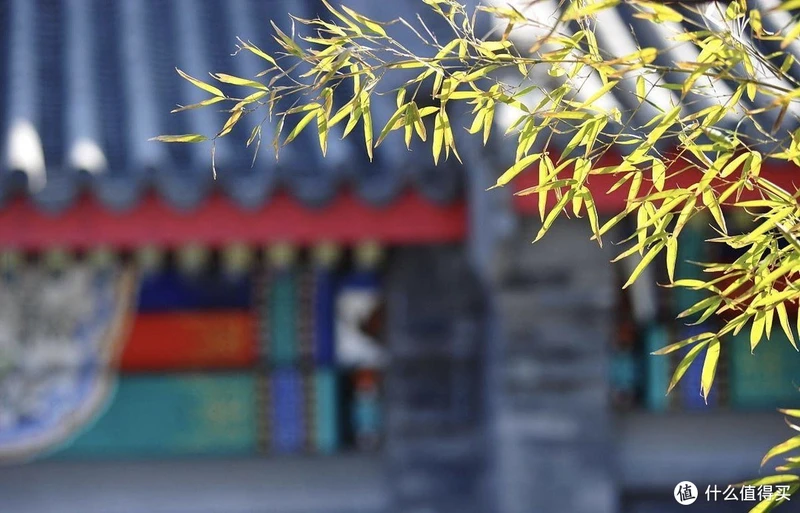 末伏吃什么?试试这1豆1花,让你轻松化解体内痰湿~