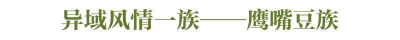 什么？花生、凉薯也算豆类？