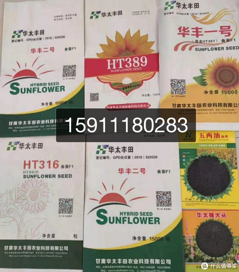高产油葵种子 出油率高 扒仁油葵 美仁心油葵 矮大头油葵种籽