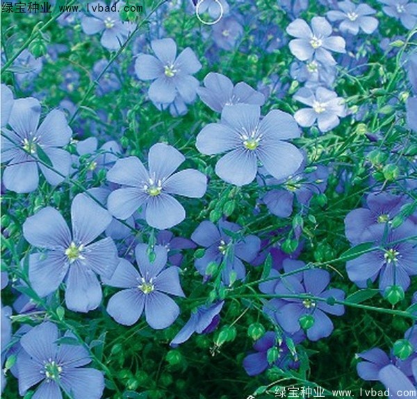 èè±äºéº»å¾ç