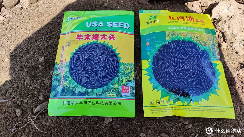 高产油葵种子 出油率高 扒仁油葵 美仁心油葵 矮大头油葵种籽