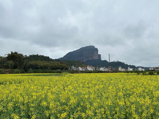丹霞山景区姐妹峰下的油菜花田