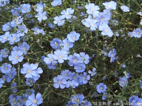 蓝花亚麻图片