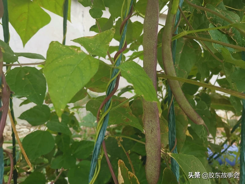 两种胶东风味的秋芸豆吃法:肉炒芸豆丝和芸豆打卤面