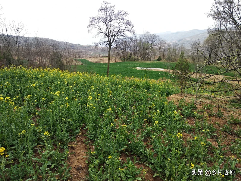 看完就明白了!从种植到收获、再到餐桌,图说油菜籽一生一世