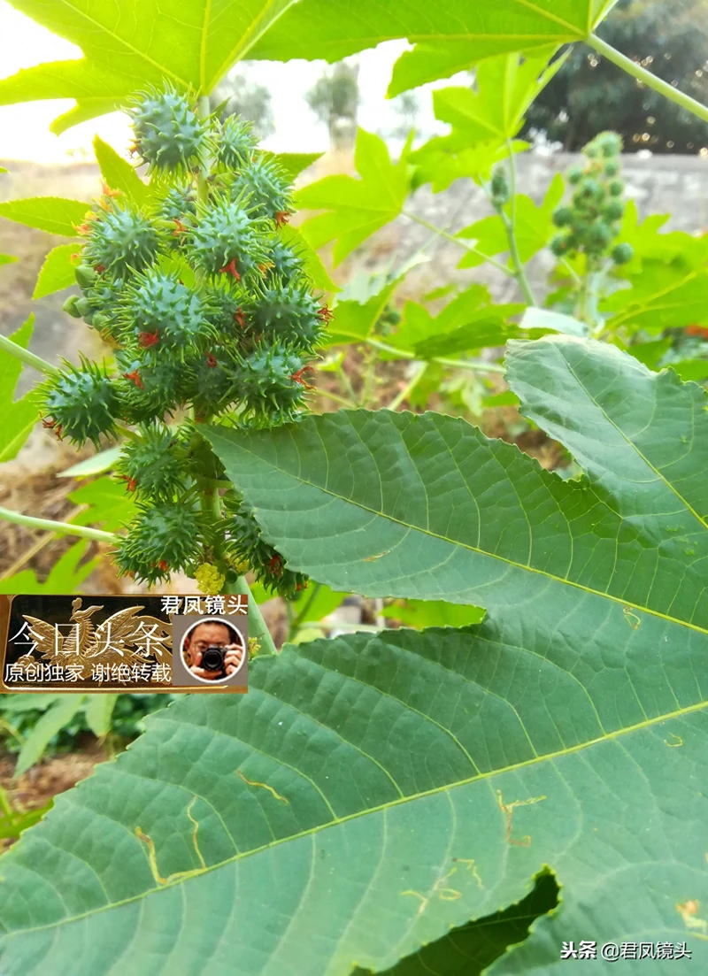 湖北宜昌:居民种植蓖麻,与城市高楼相映;蓖麻子治乳痈抗肿瘤