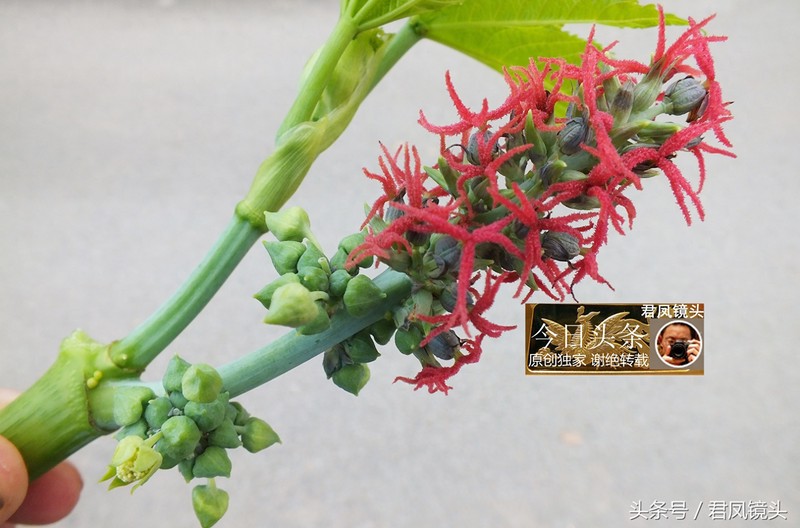 湖北宜昌:乡村,蓖麻开红花;蓖麻根入药可治风湿关节痛、癫痫