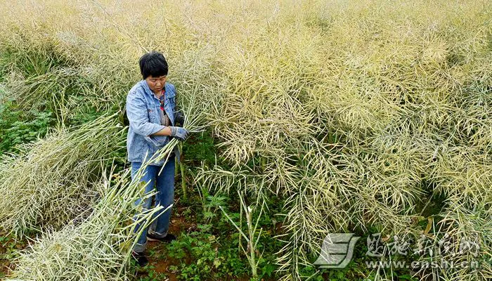 5月28日，恩施市崔家坝镇香炉坝村村民在田间收割油菜。（全媒体记者 曾月 摄）