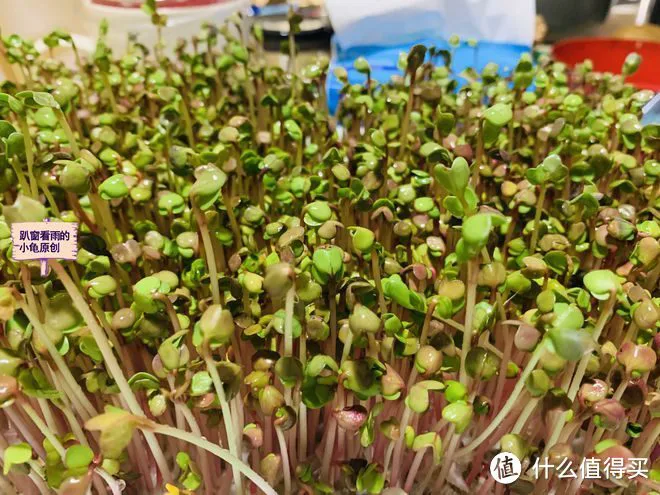 “春吃芽,鲜掉牙”,鲜香又嫩,既顺应时节,又鼓励生发之气,倍益健康